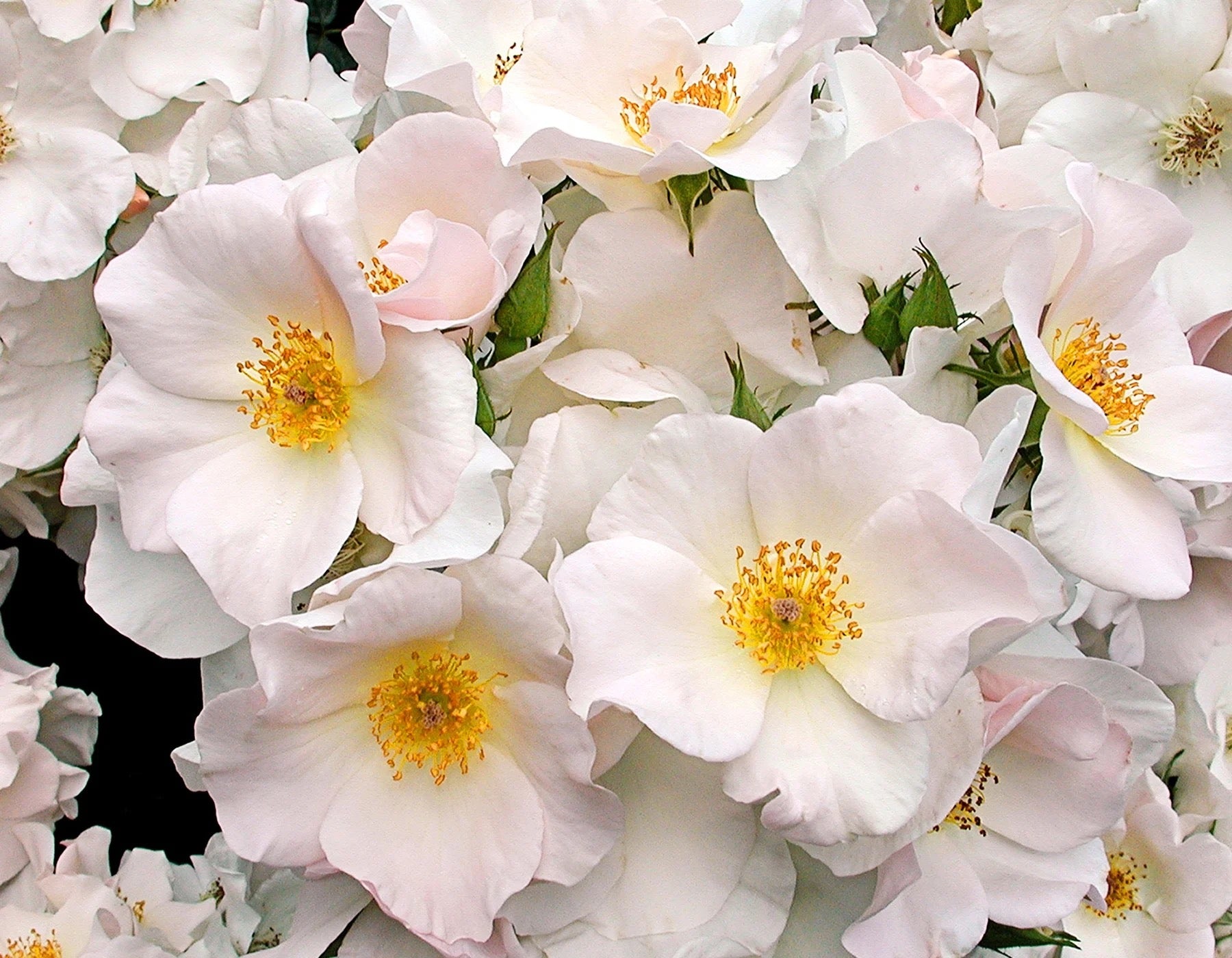 Sally Holmes image 0