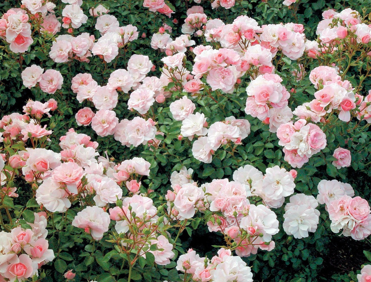 Bonica '82 (MEIdomonac) image 0