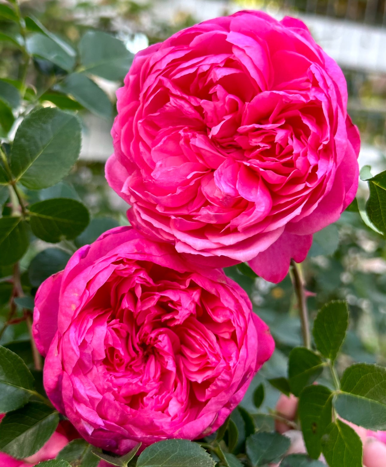 Wicked Sister image 1