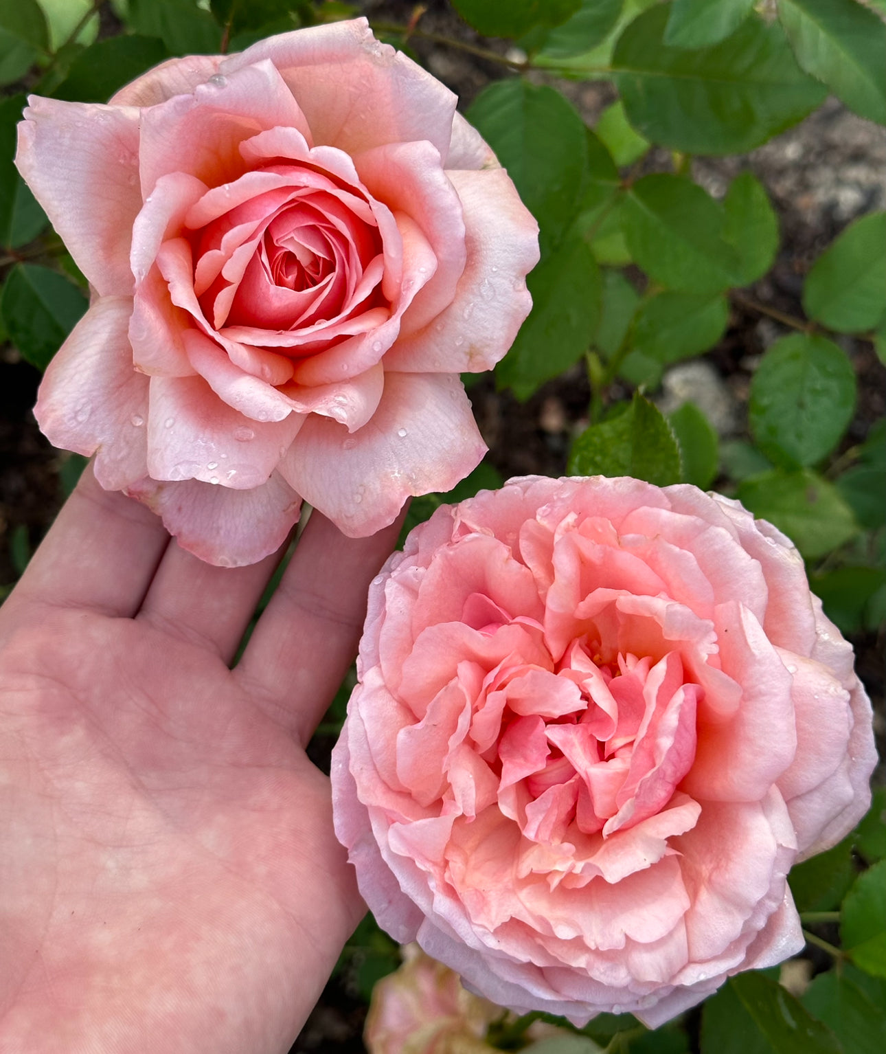 Peter’s Joy image 1