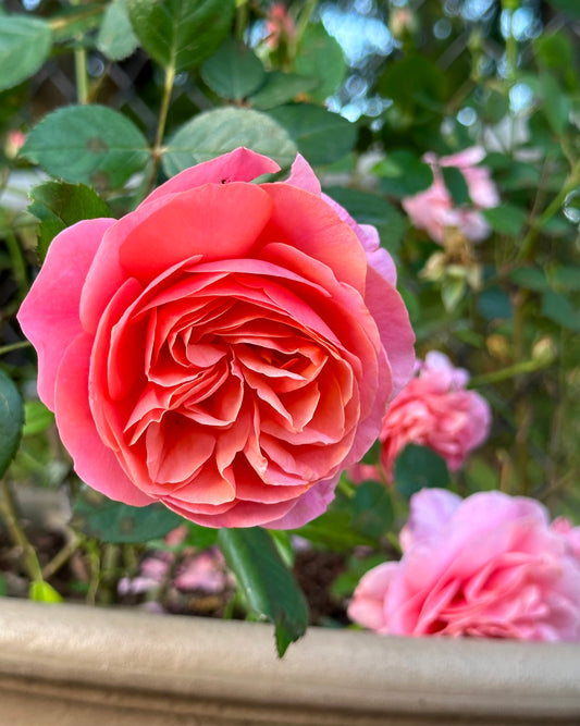 Safari (CLEbronze) image 0