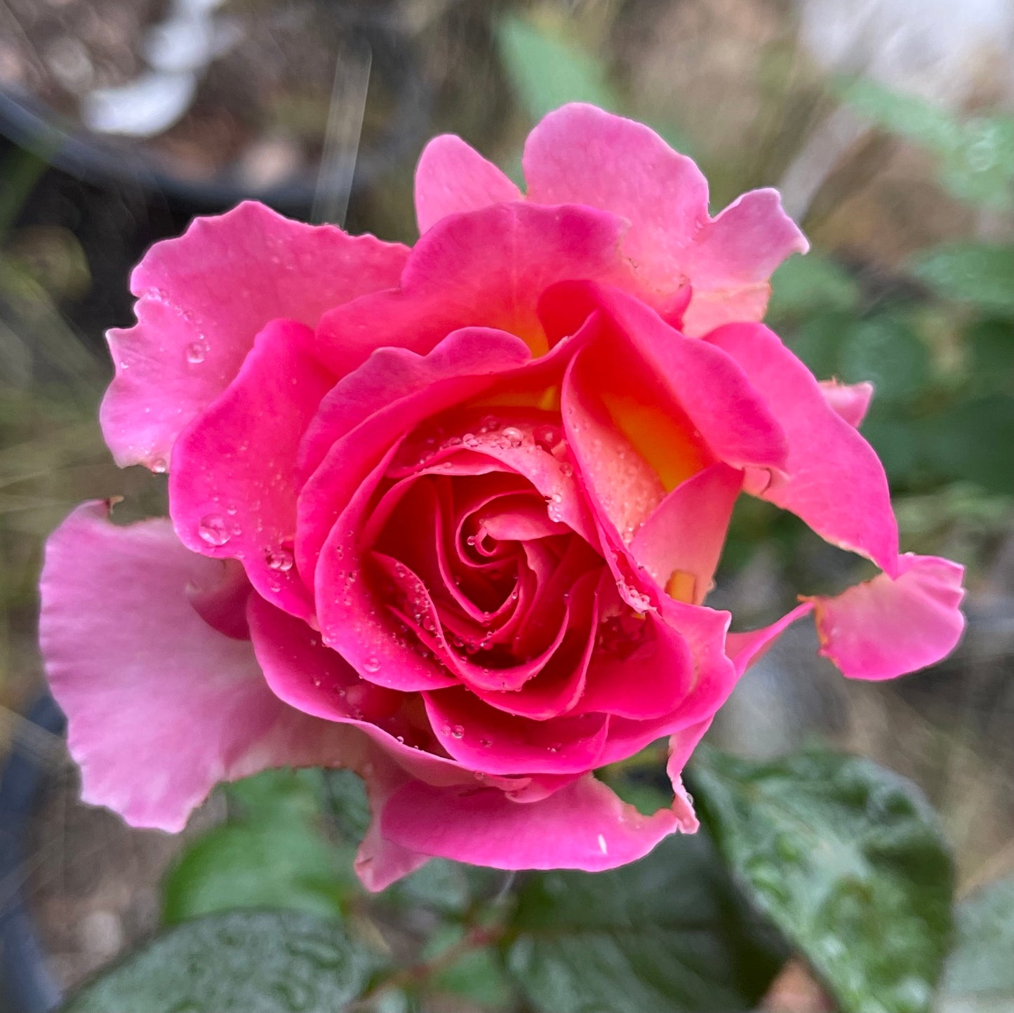 Julie Andrews (DELfluros) image 0