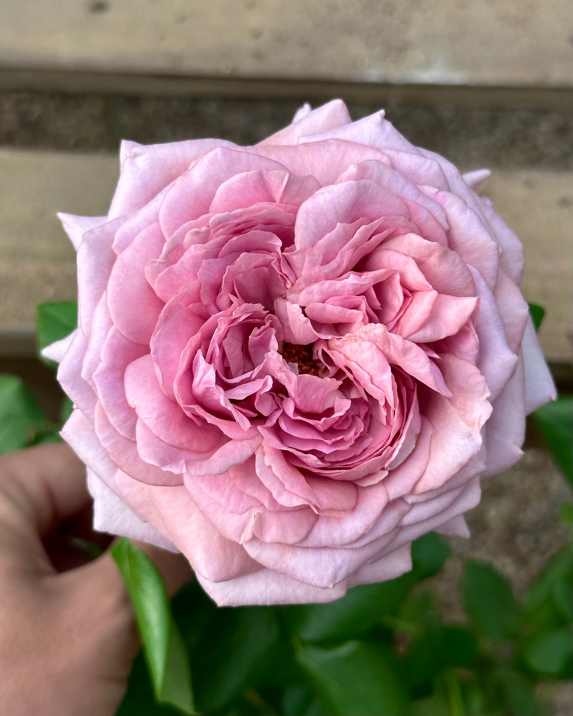 Fort Sainte-Agnes (NIRplendor) image 0