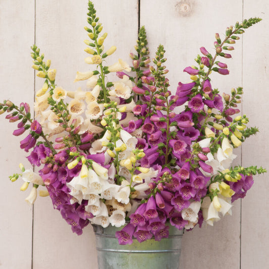 Foxglove “Camelot Mix” Cut Flower Garden Pack- Pack of 6