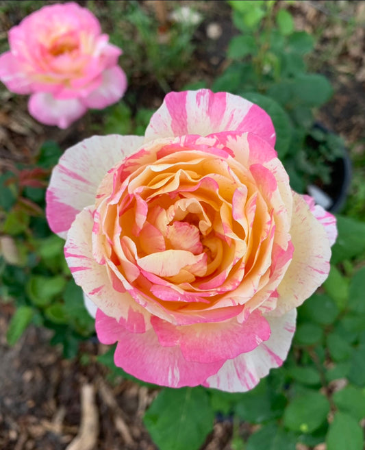 DELstrirojacre image 0