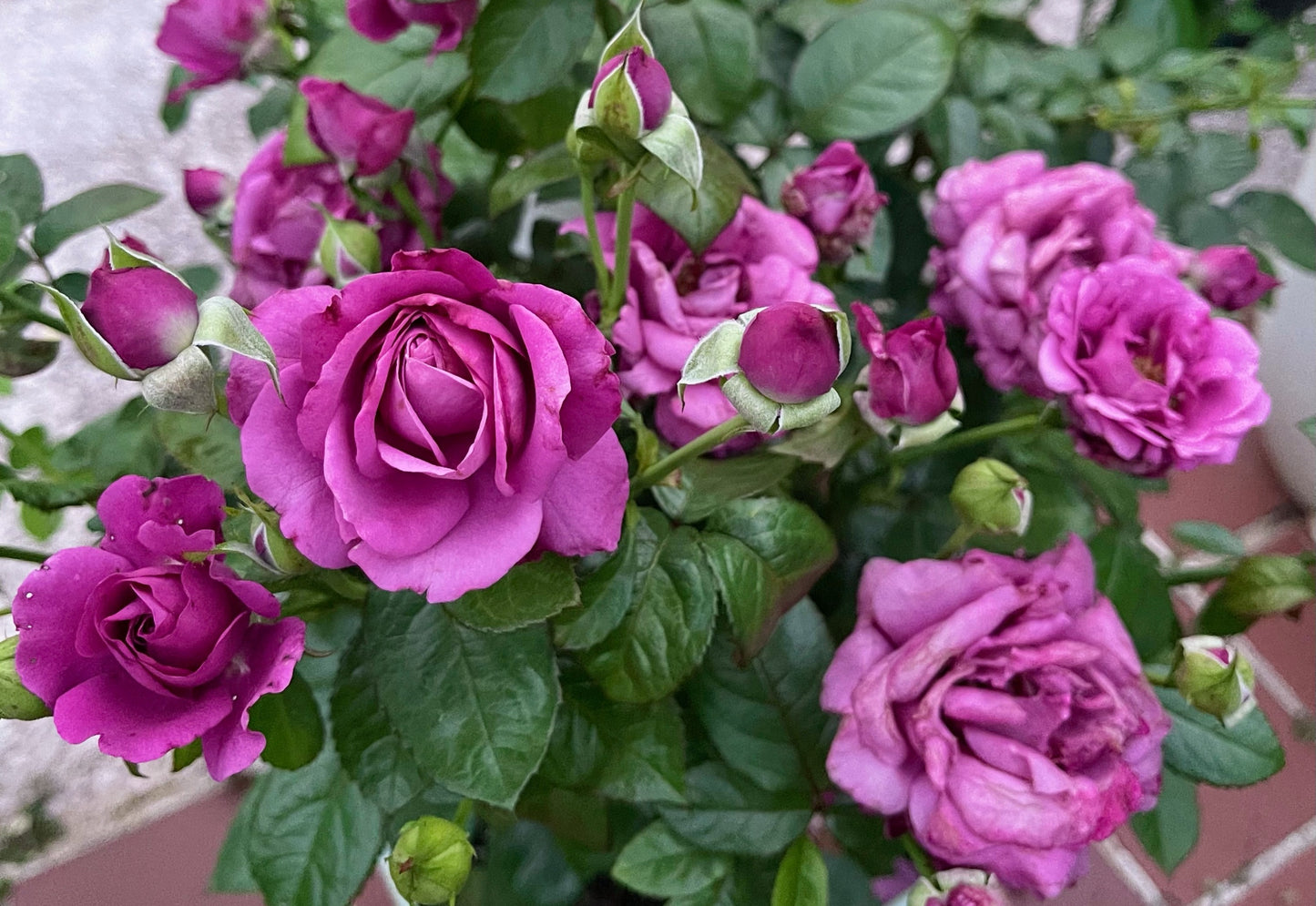 Plum Perfect Sunbelt image 1