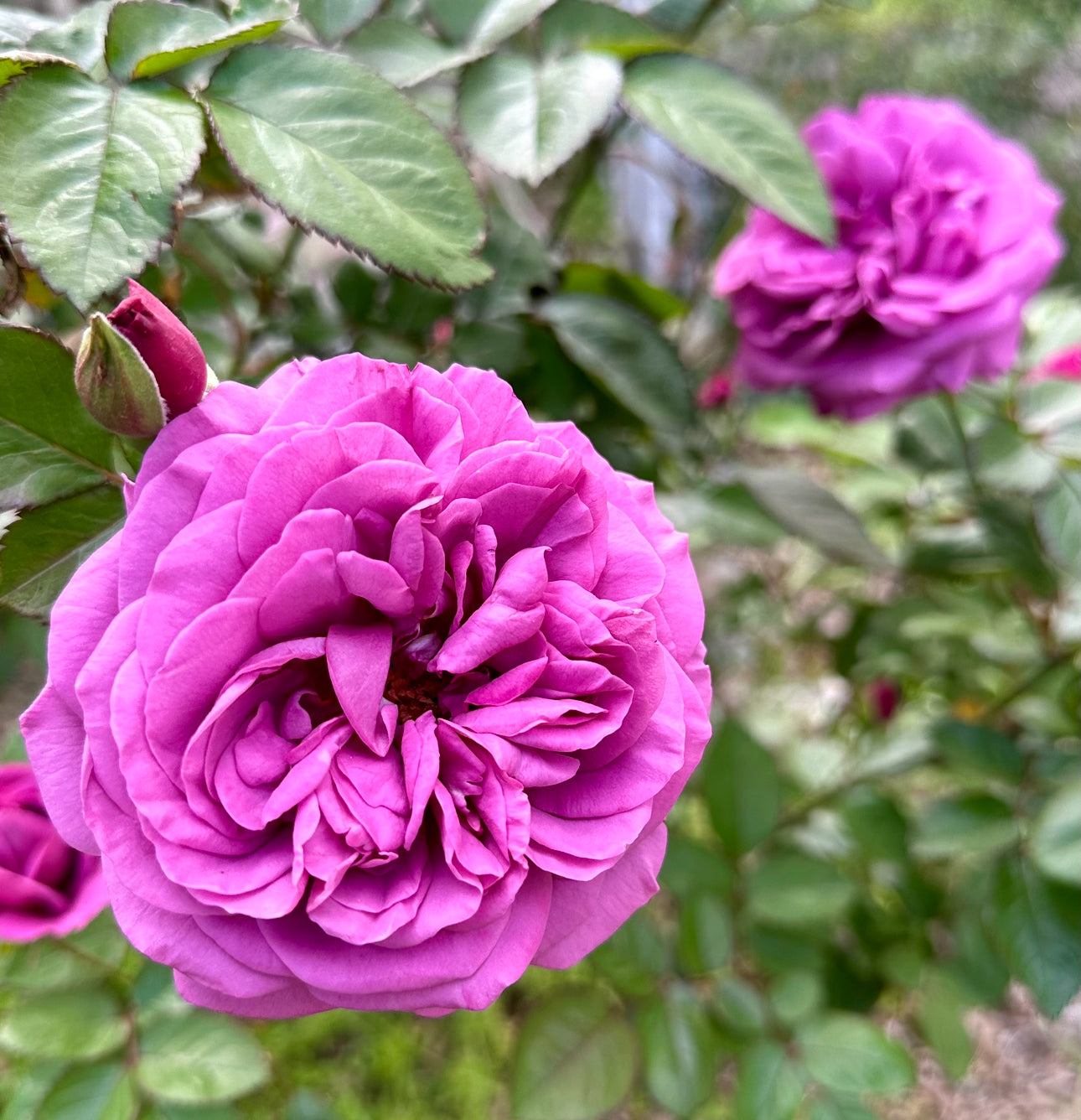 Plum Perfect image 0