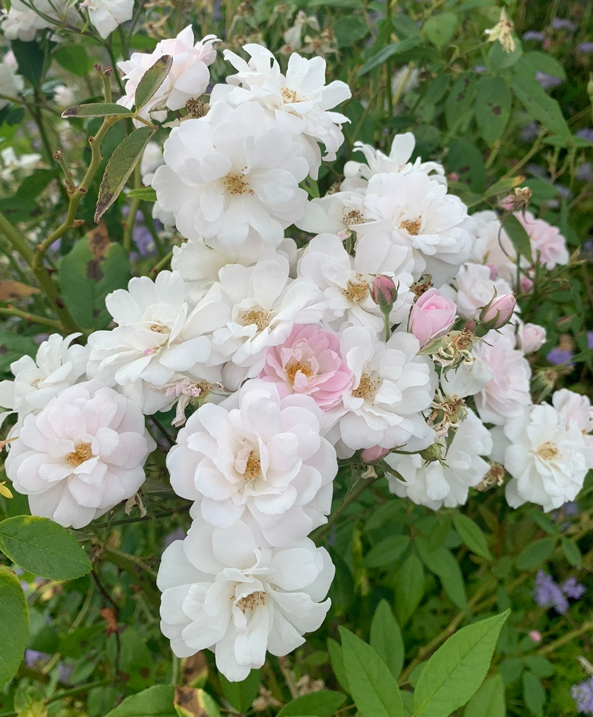 Blush Noisette image 0