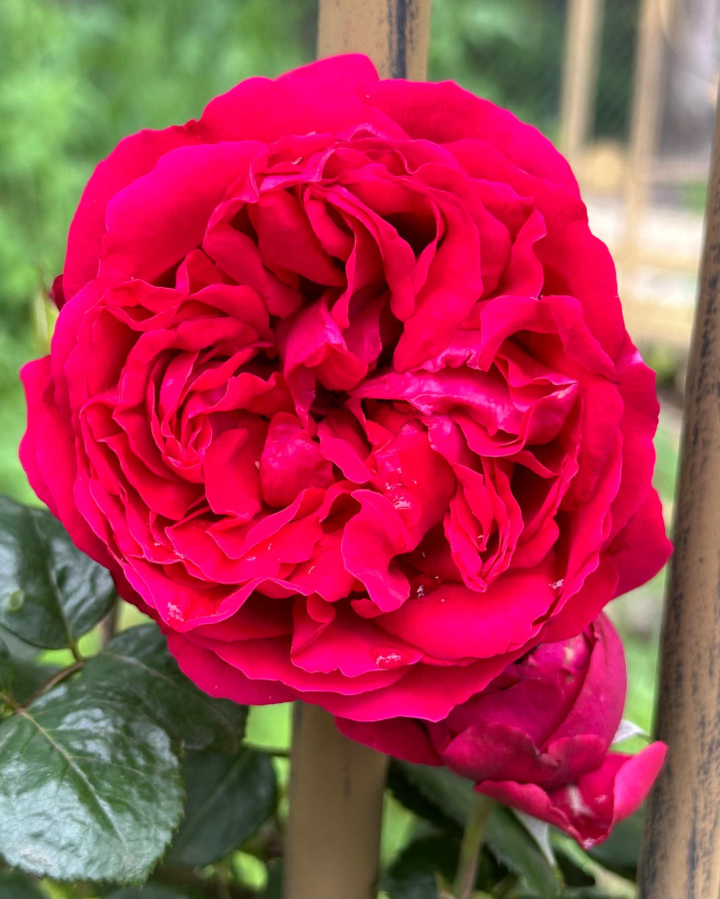 Rouge Pierre de Ronsard (MEIdrason) image 0