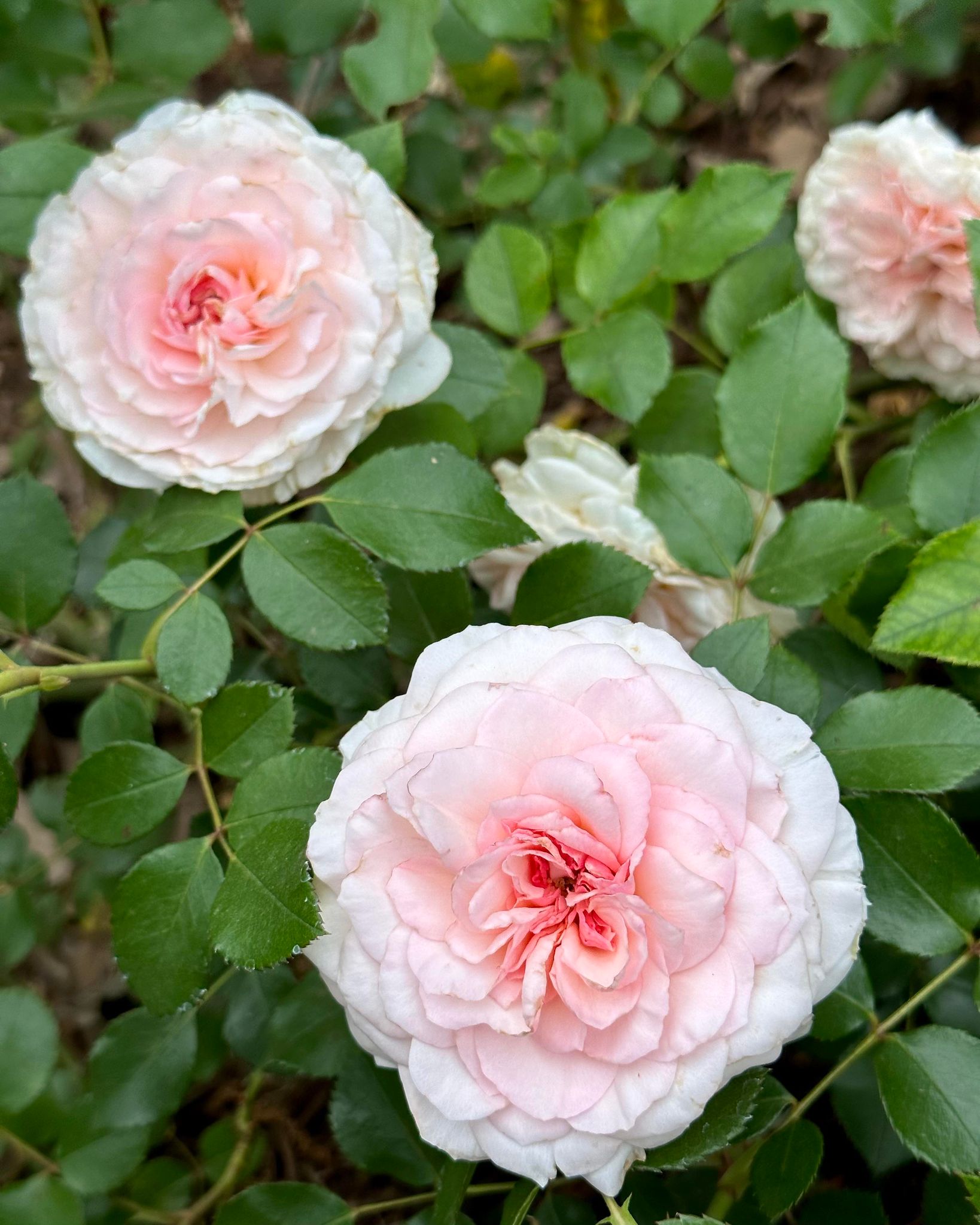 Elegant Fairy Tale – One Love Rose and Gardens