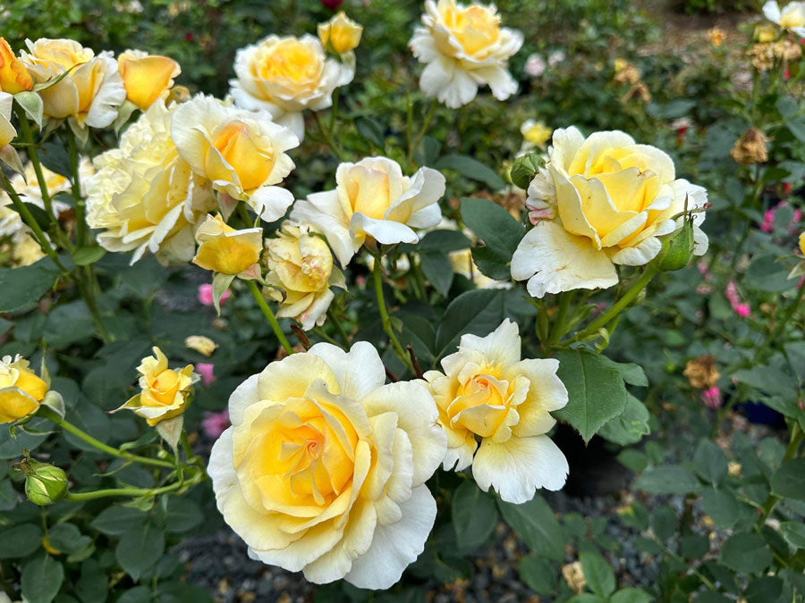 Heavenly Splendor image 4