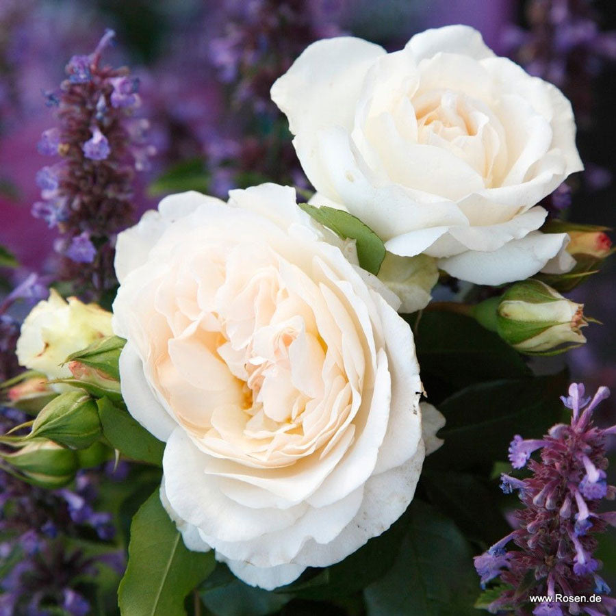 Kosmos Fairy Tale image 2