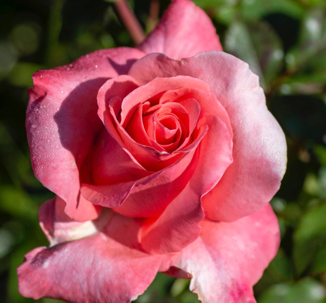 Paris d'Yves St. Laurent (MEIvamo) image 0