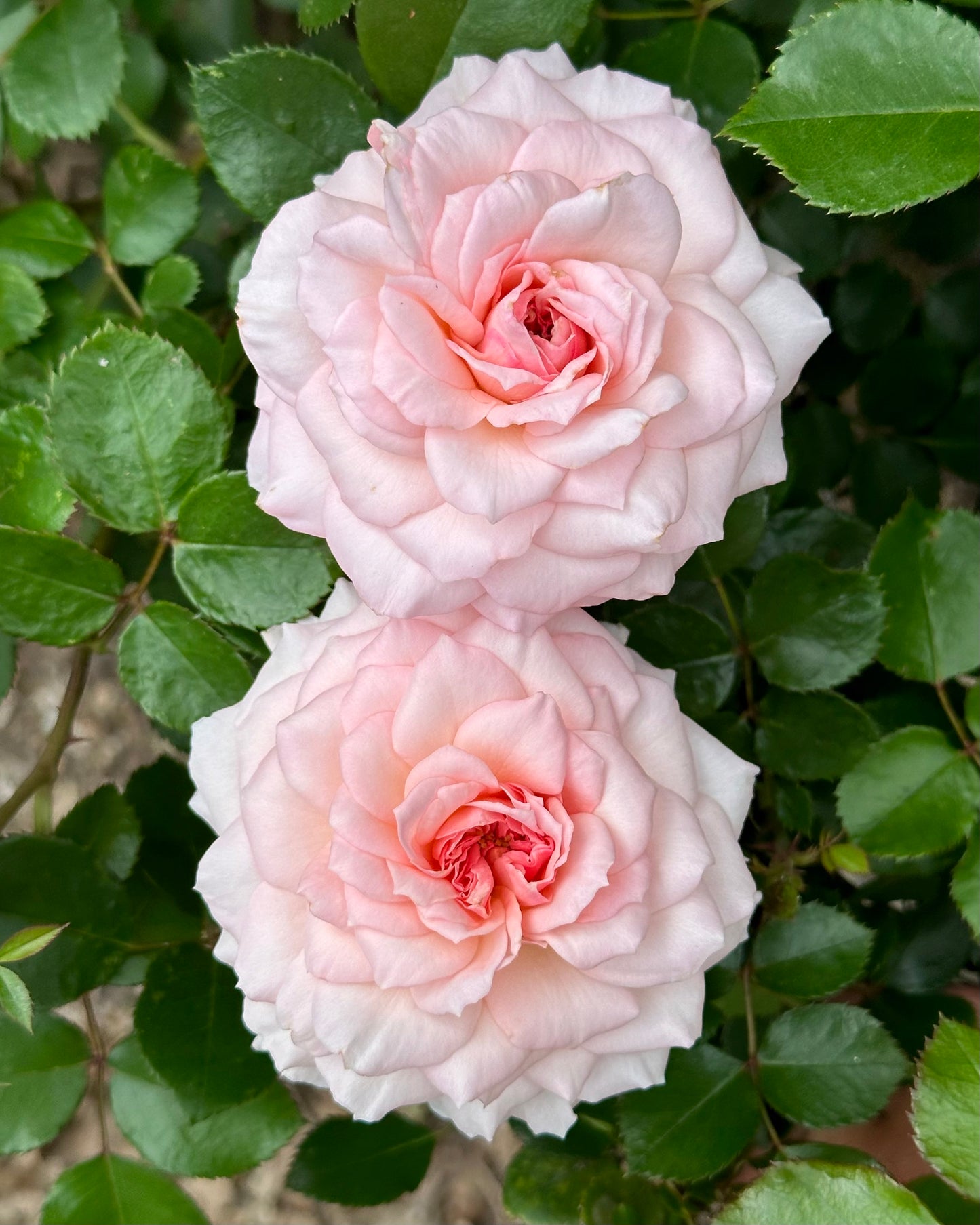 Elegant Fairy Tale (KORterschi) image 1