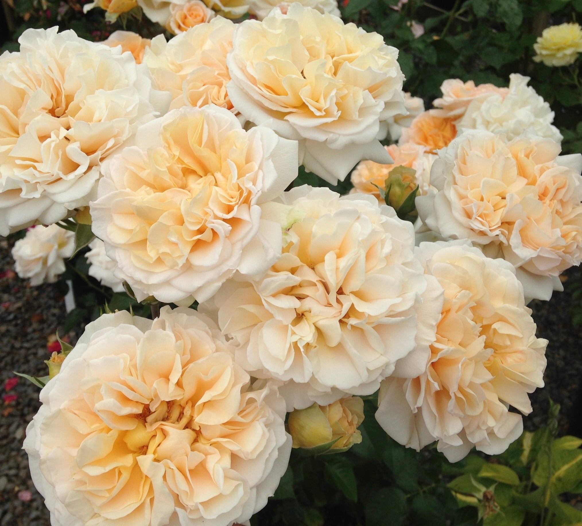 Melissa Darling – One Love Rose and Gardens