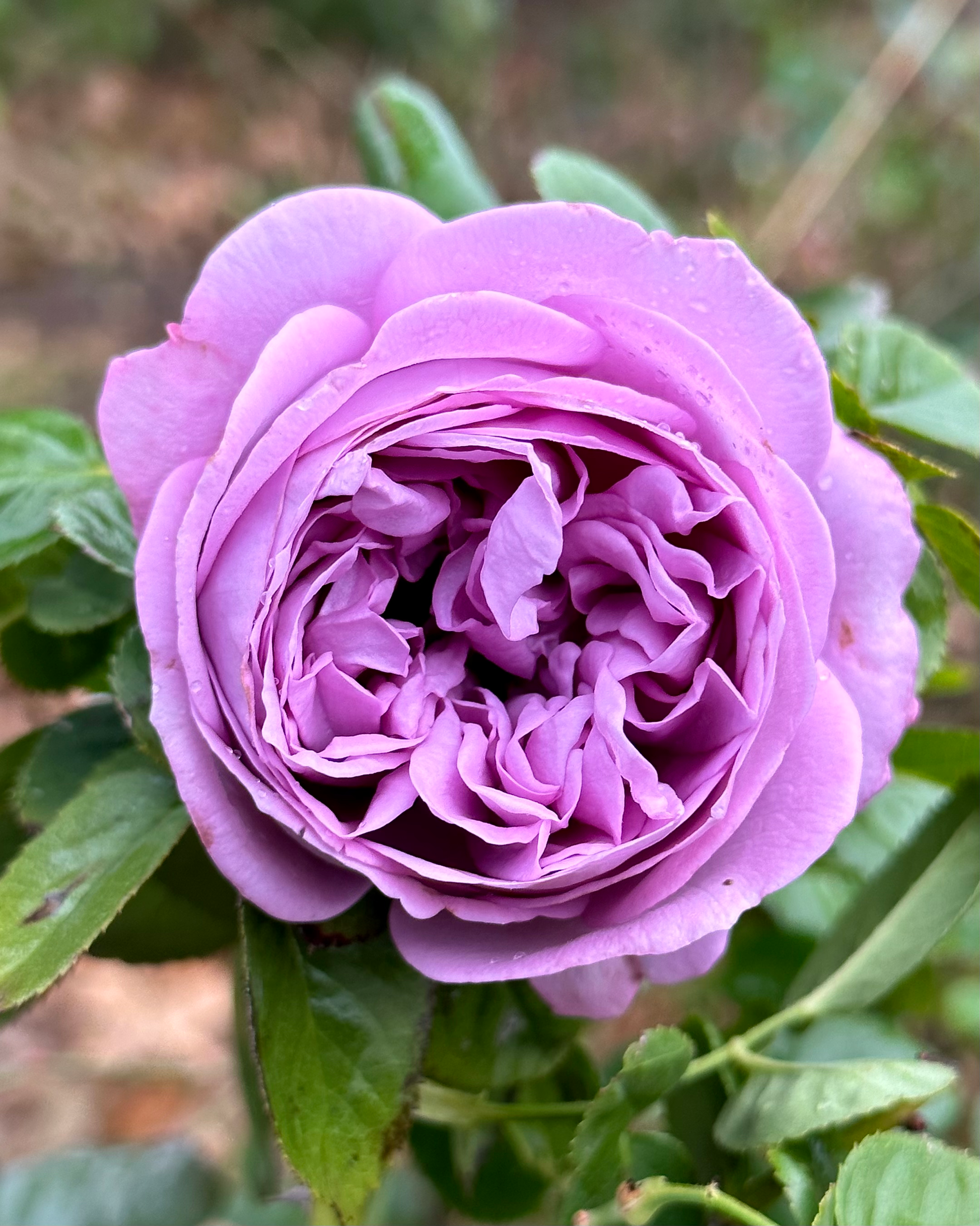 Kinda Blue (KOR04/2033-08) image 0