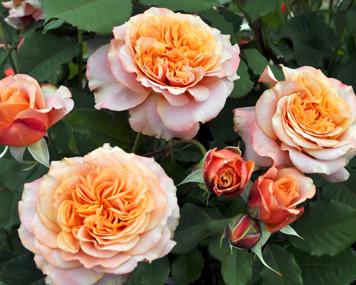 Crazy Love Sunbelt image 0