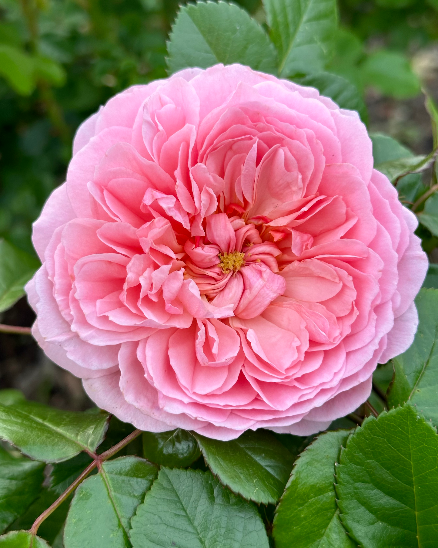 Kallisto (SAUvalet) image 0