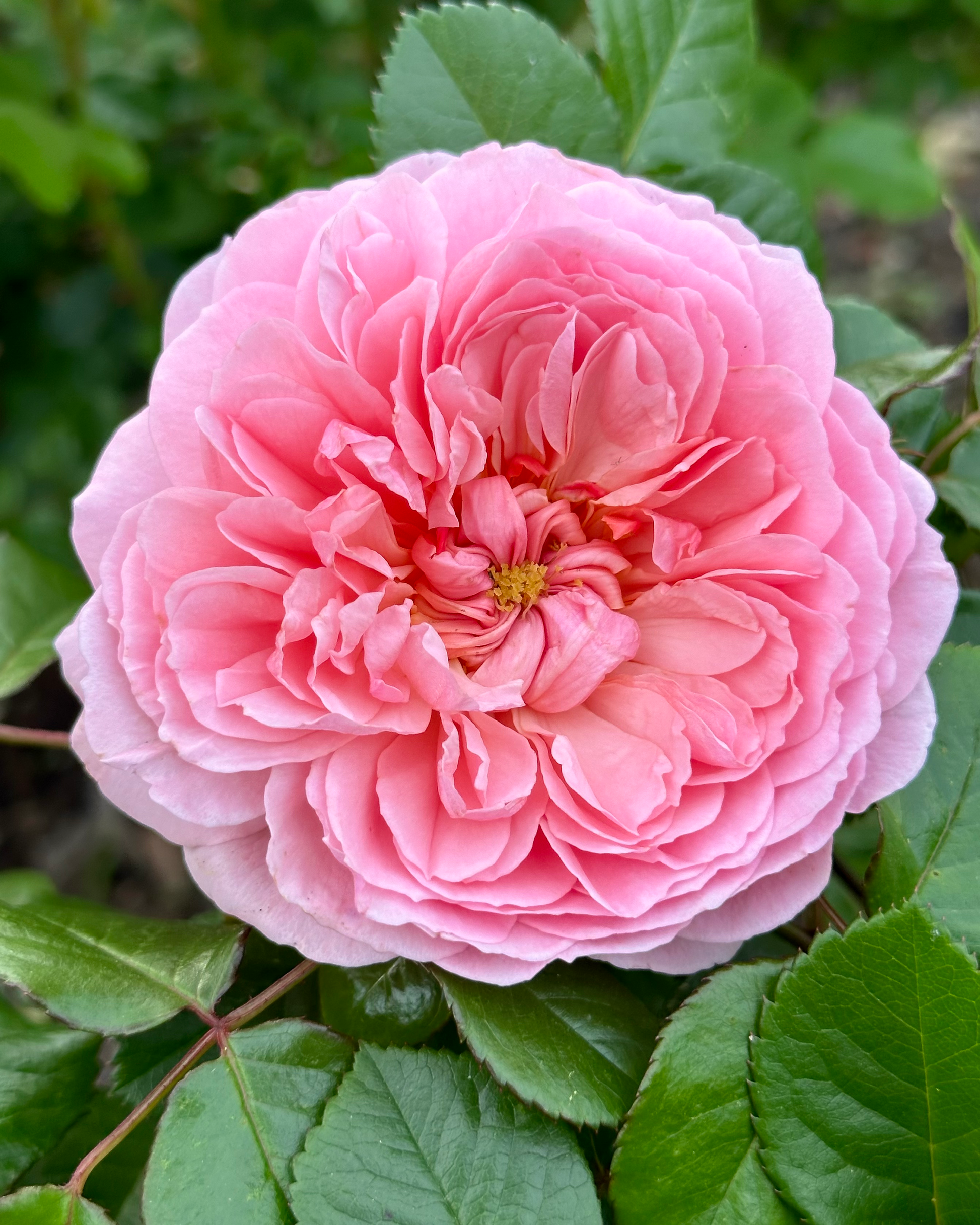 Kallisto (SAUvalet) image 0