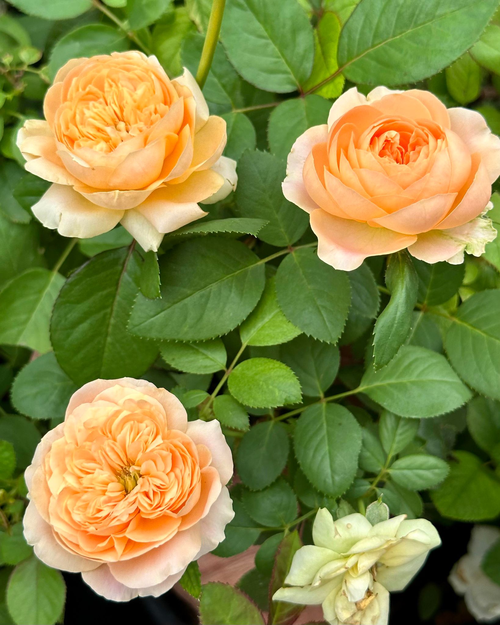 Double Ambre image 7