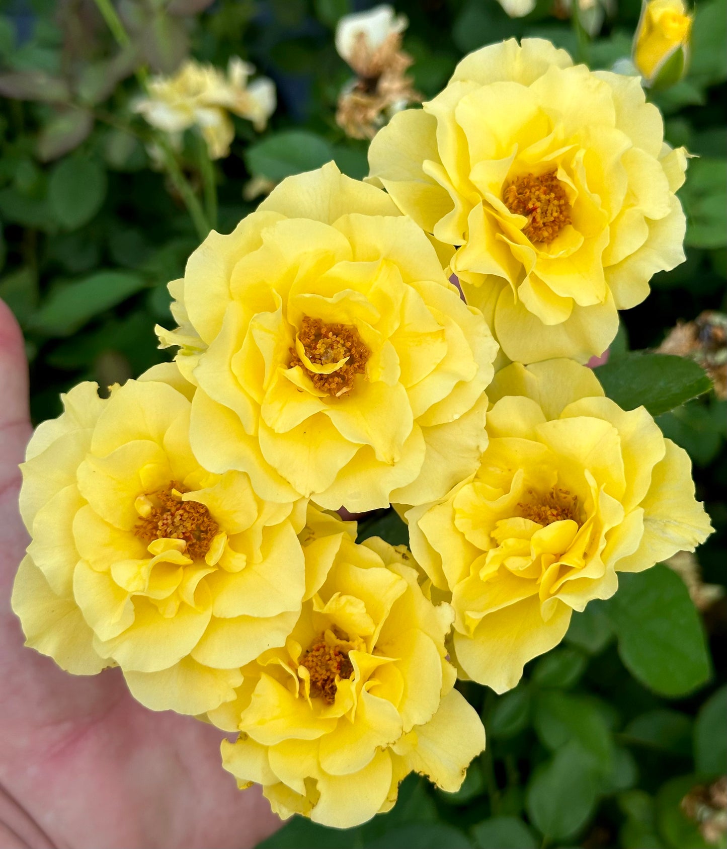 Sparkle & Shine image 0