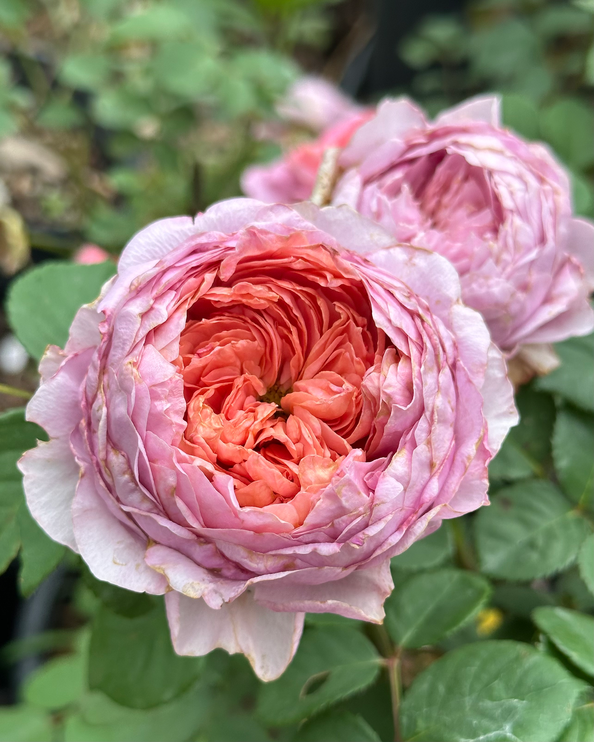 Kingfisher (TAN081040) image 0