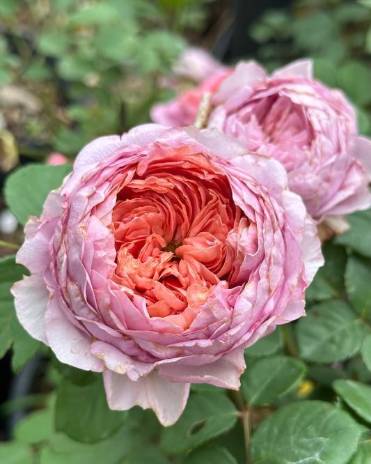 Kingfisher (TAN081040) image 0