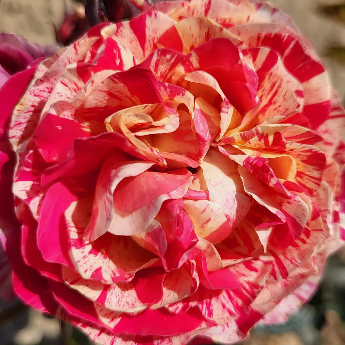 Winning Streak 24” Tree Rose