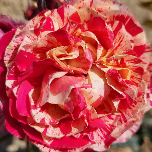 Winning Streak 24” Tree Rose