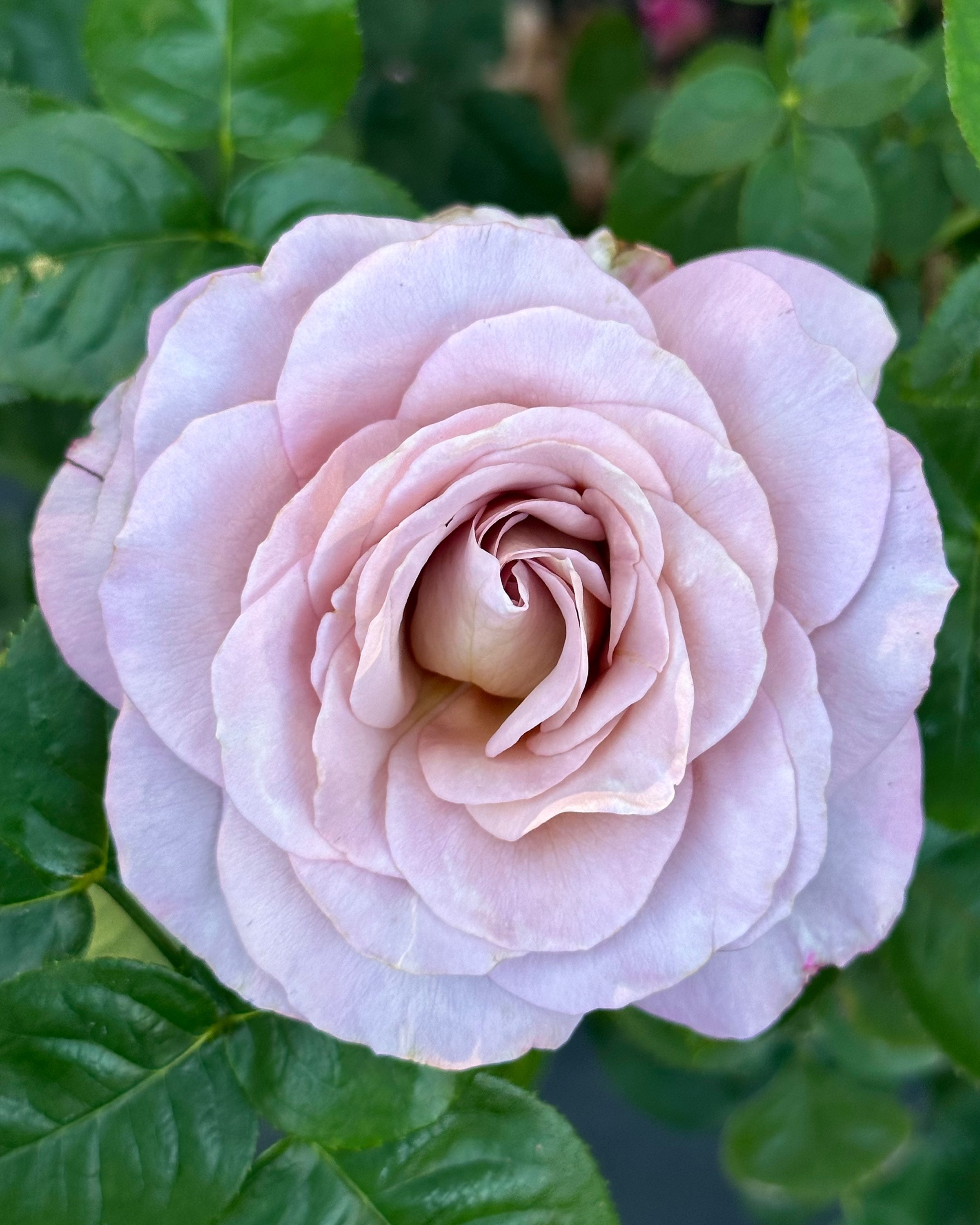 SAUtari – One Love Rose and Gardens