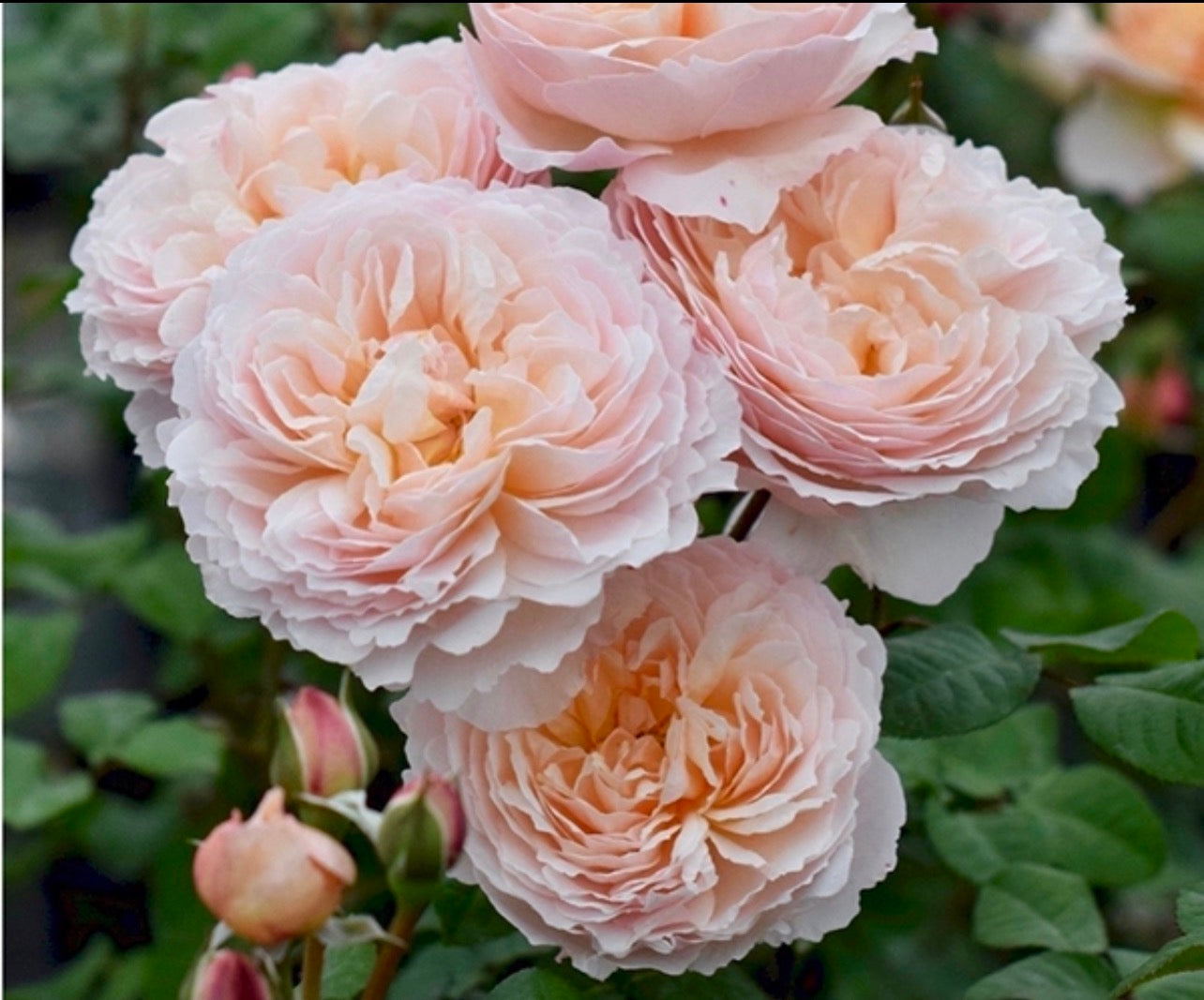 Moonlight in Paris image 0