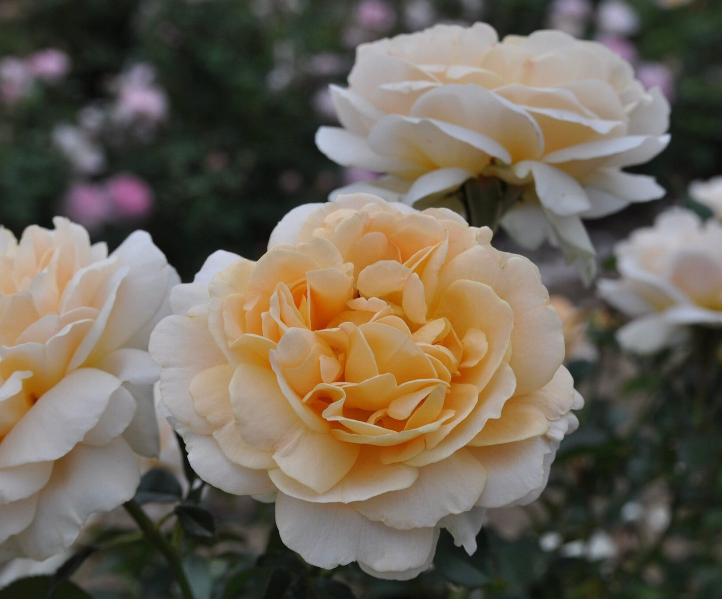 Melissa Darling  image 3