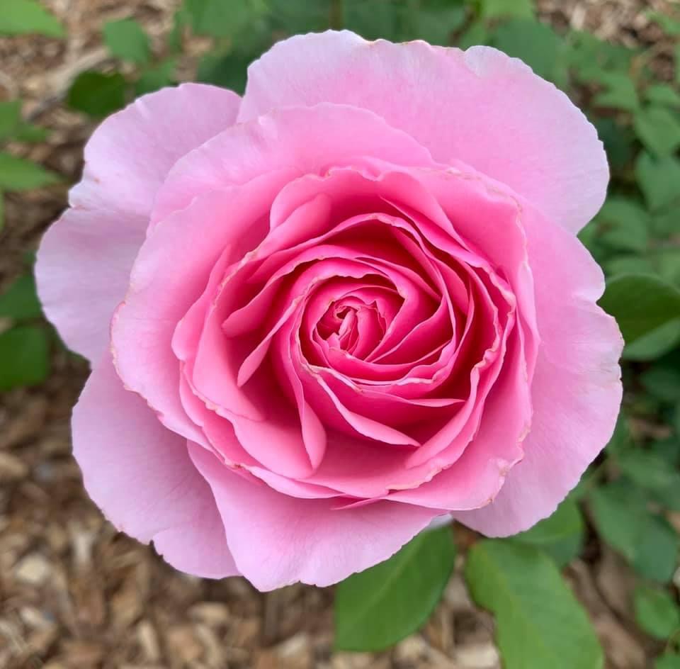 Garden Dream (TAN97281) image 2