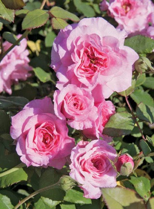 Doreen’s Centennial image 0