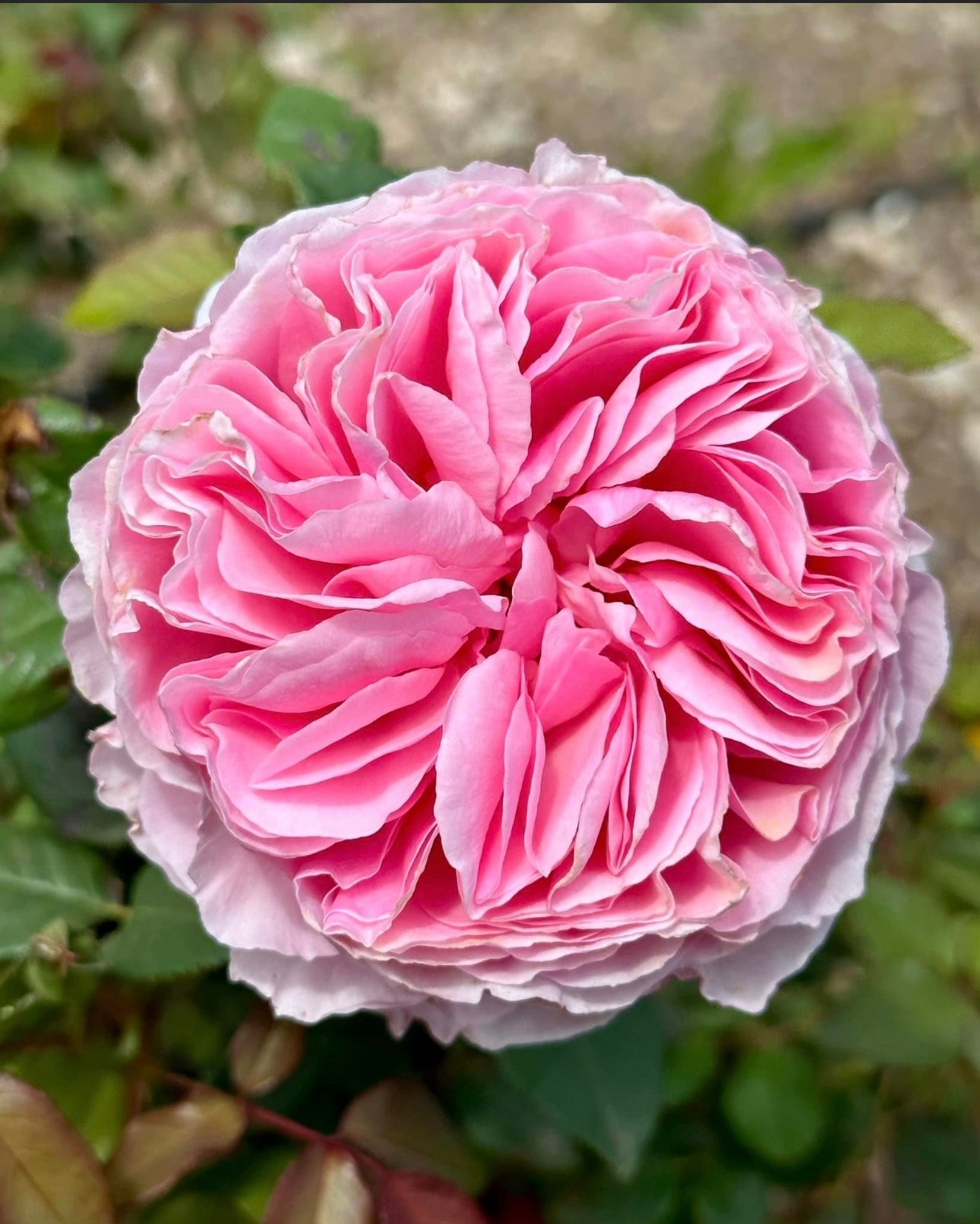 Garden Dream (TAN97281) image 0