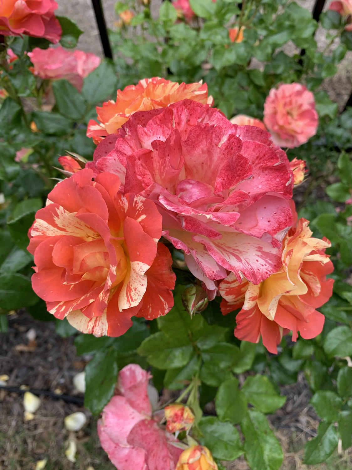 Ivan Crowther (DELstrijor) image 1