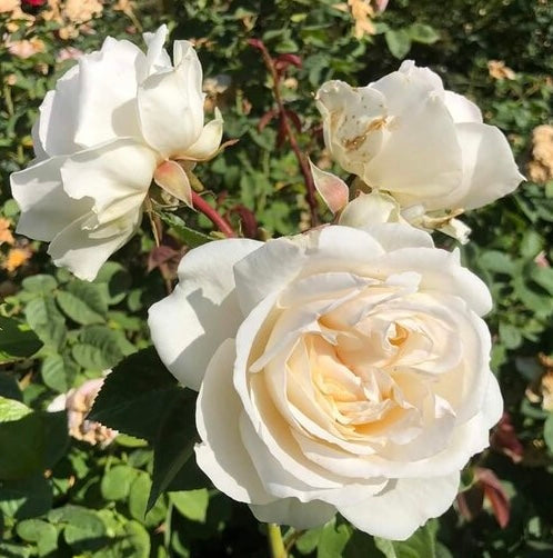 Dmitri Roses Dmitri – One Love Rose and Gardens