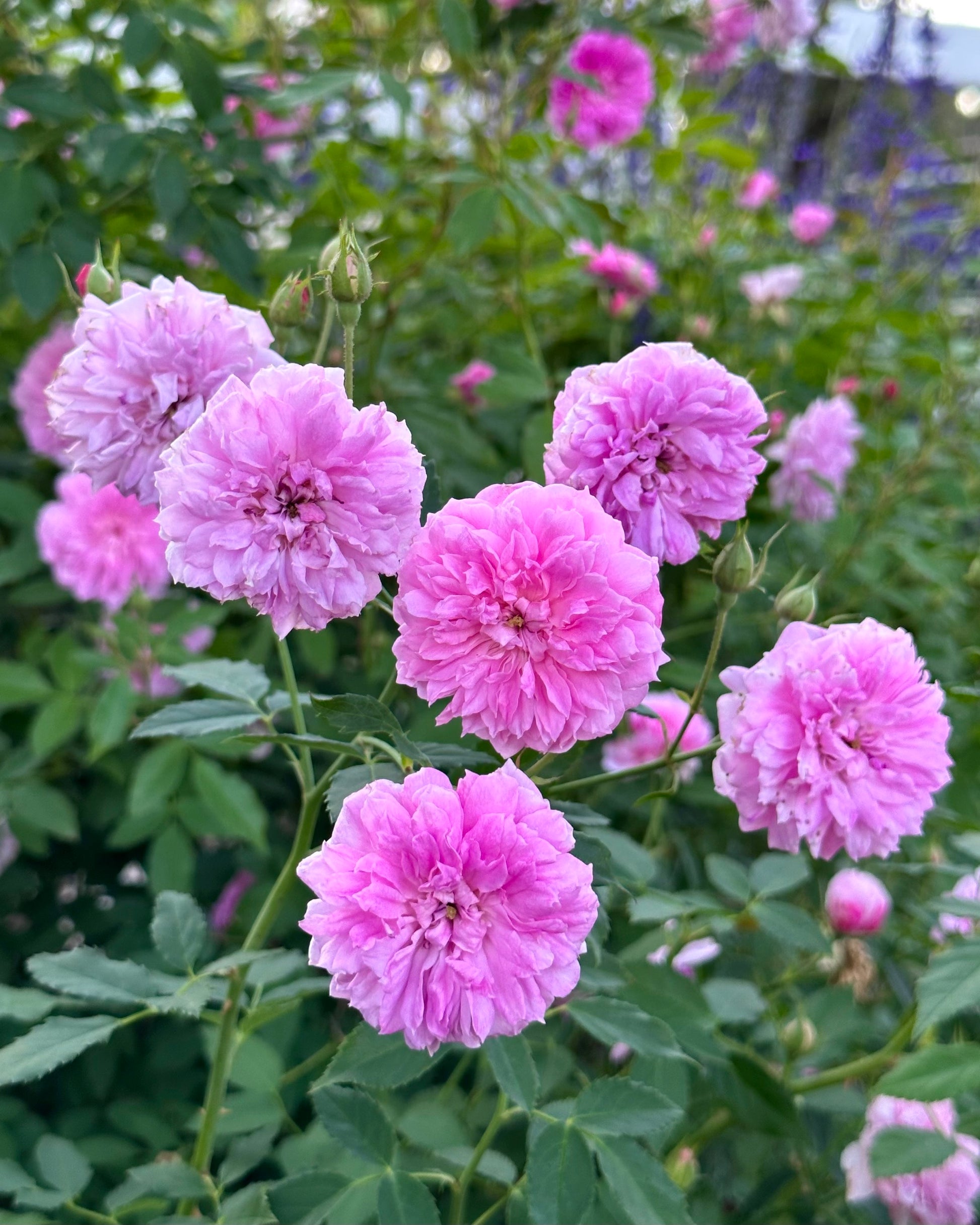 Caldwell Pink image 0