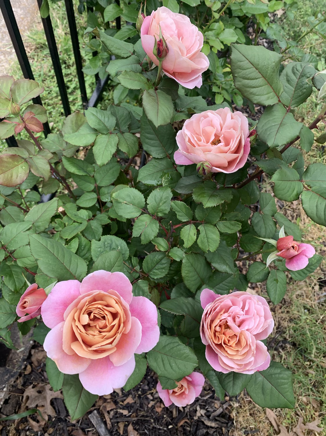 Distant Drums image 2