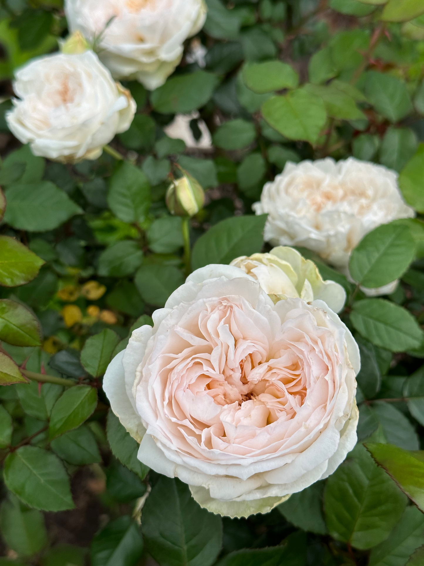 Edelweiss (MEIdelweis) image 1
