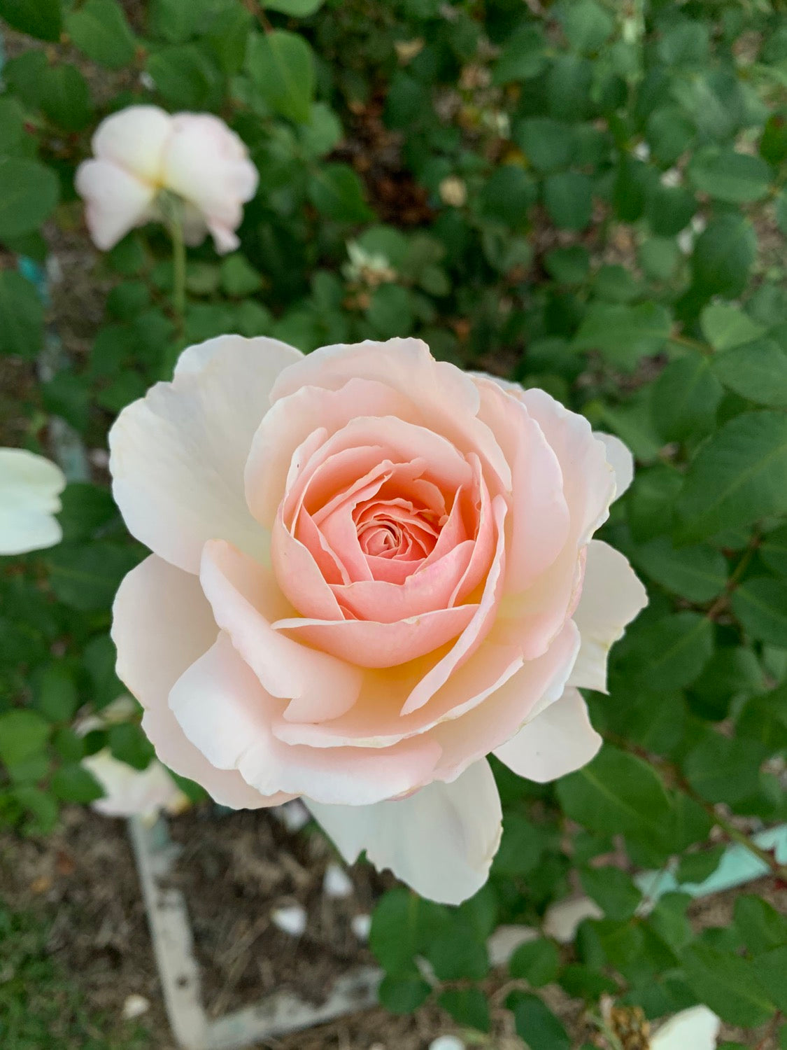 Help Me Find Roses Garden and Home (DELanac) – One Love Rose and Gardens