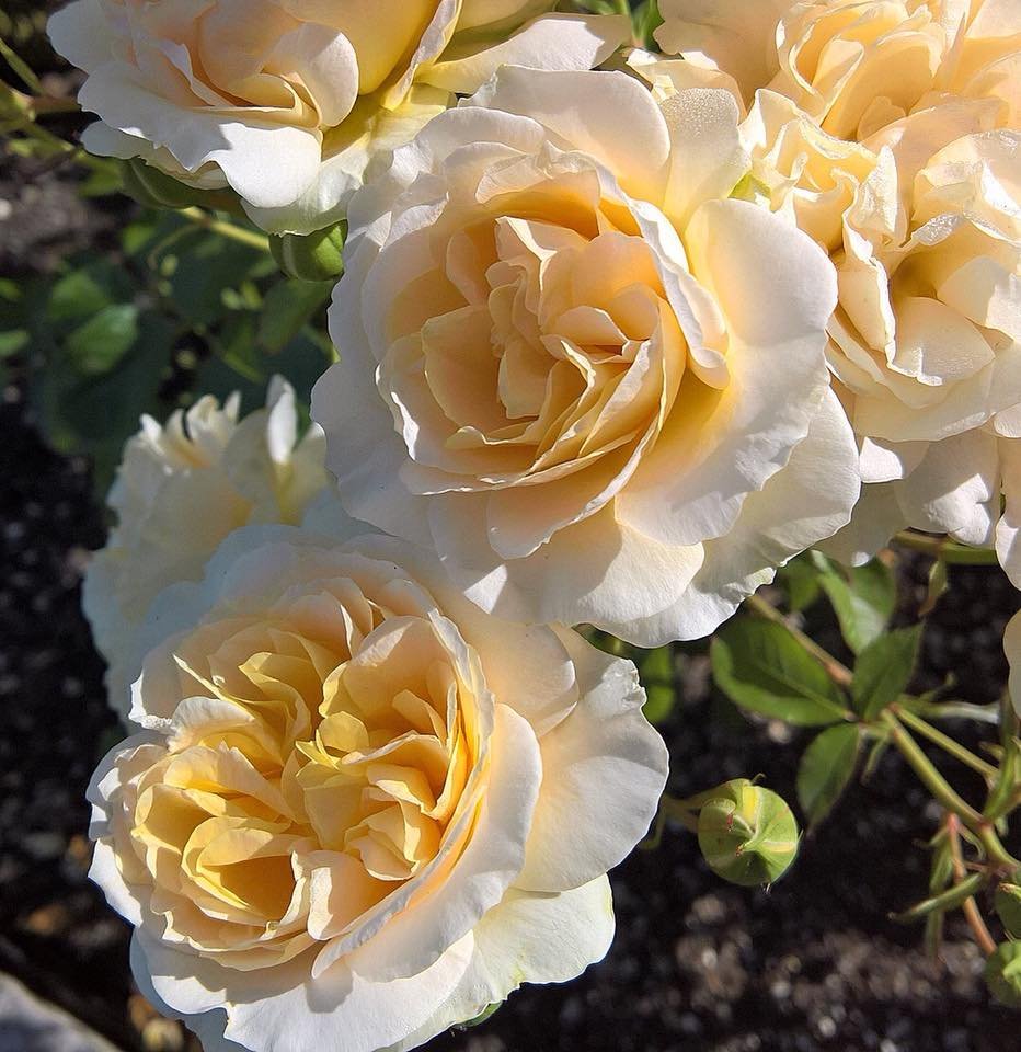 Melissa Darling  image 2