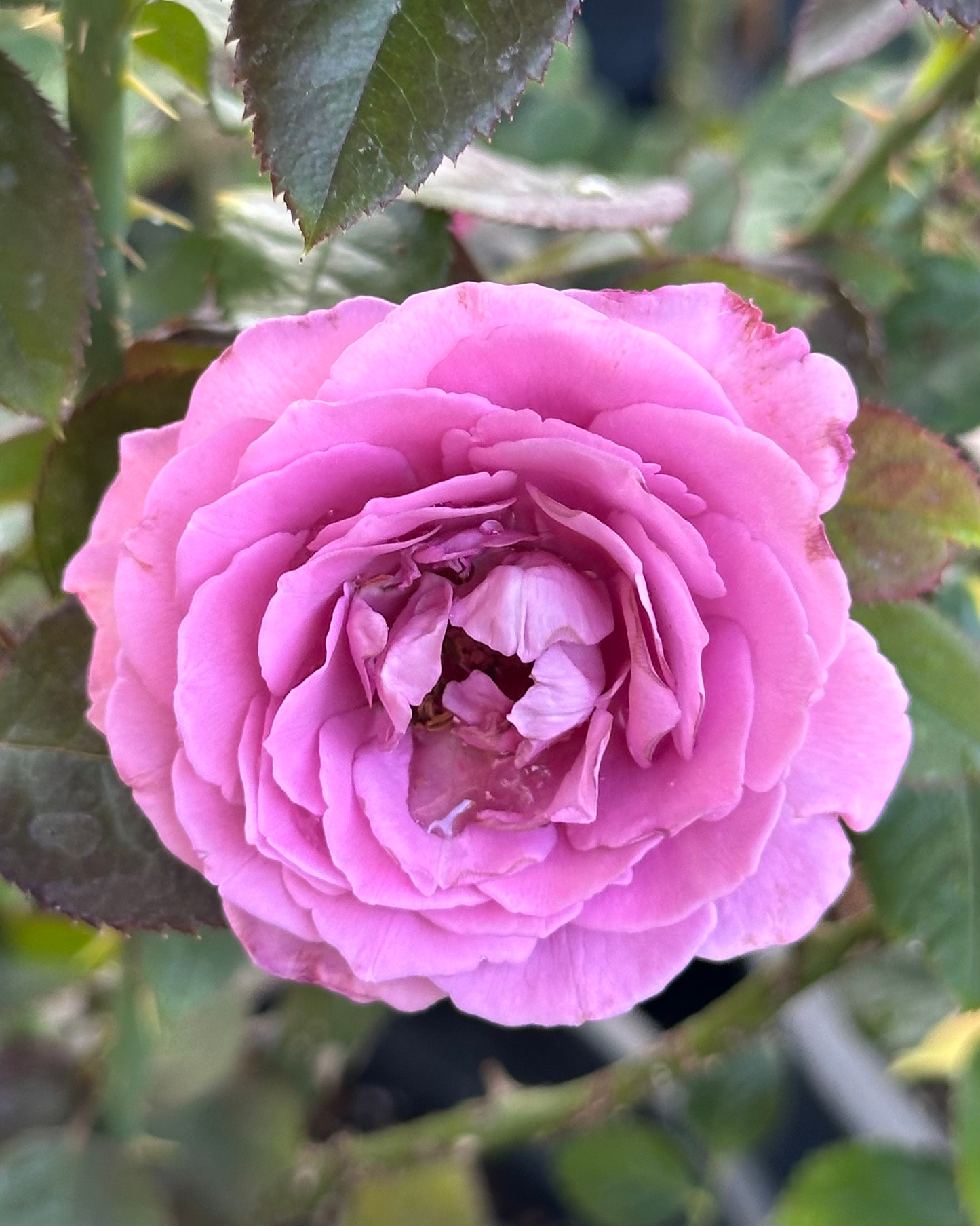 Perfumed Kiss image 2