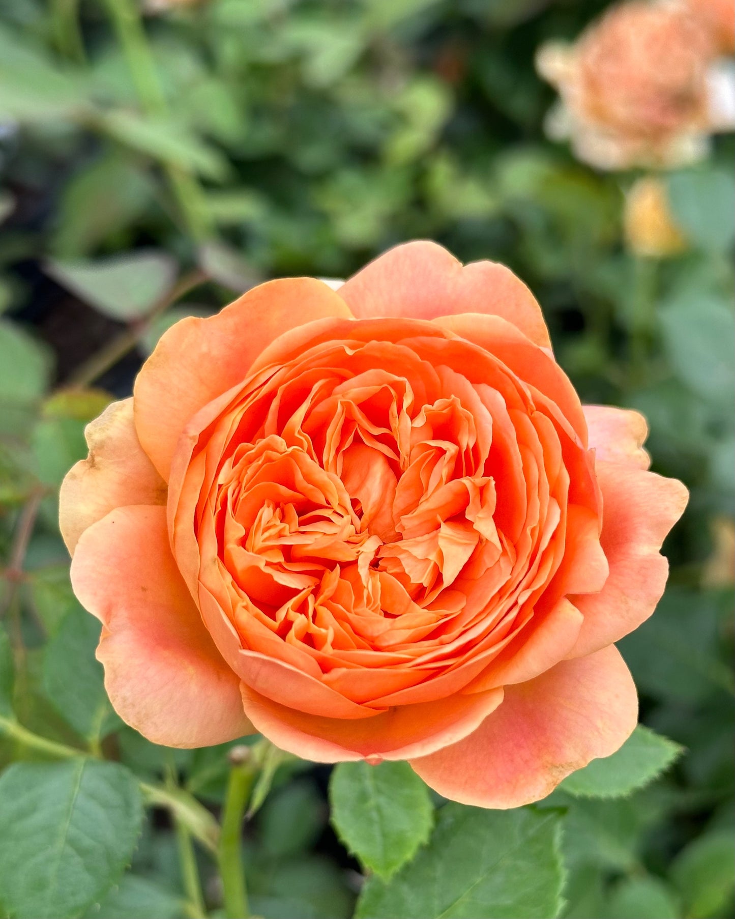 Double Ambre image 2