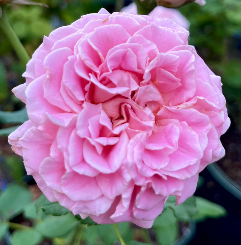 Delphine (TAN08148) image 0