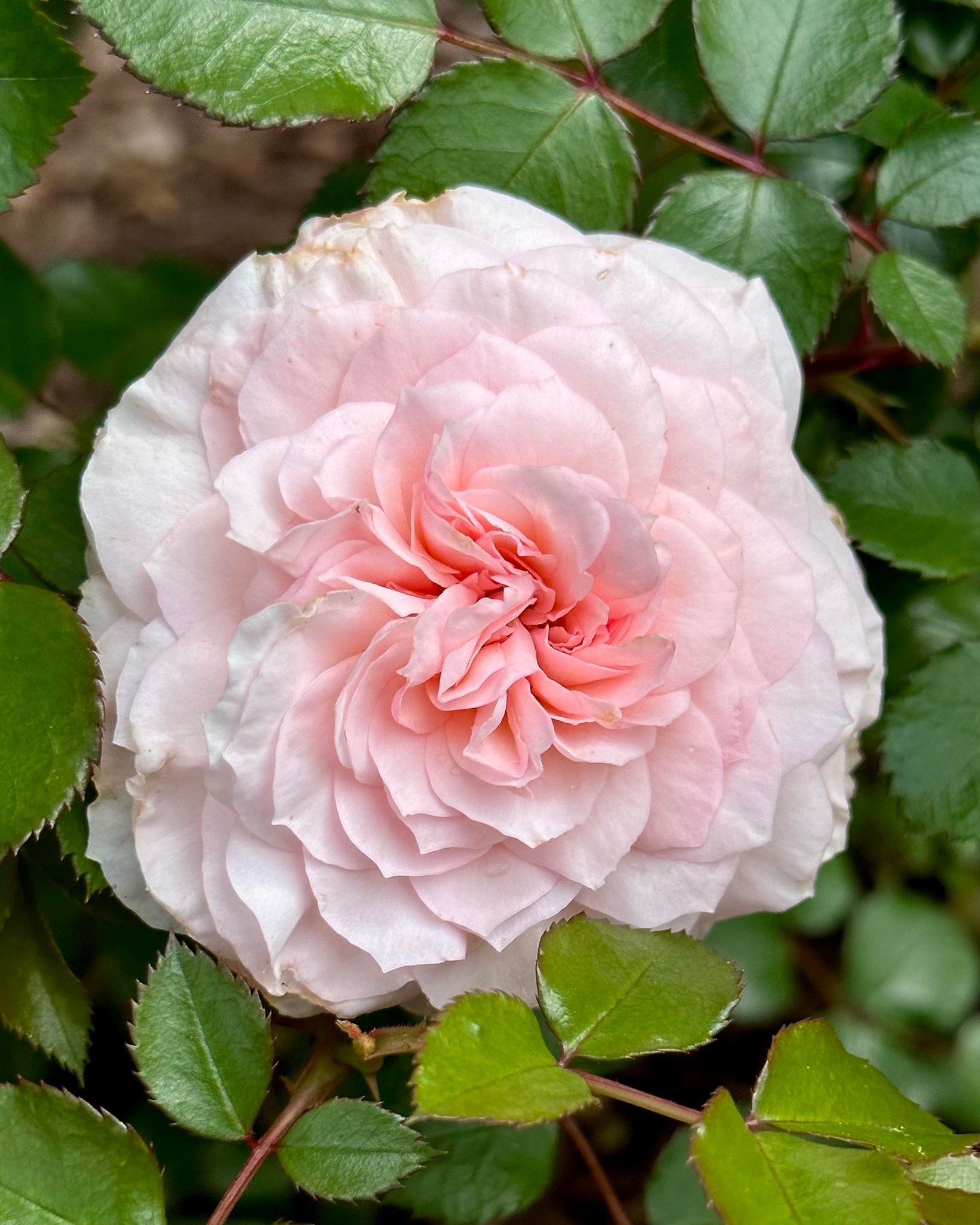 Elegant Fairy Tale image 5