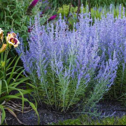 Perovskia 'Blue Jean Baby'  image 0