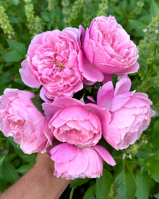 Soeur Emmanuelle (DELamo) image 0