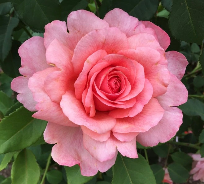 Peter’s Joy image 0