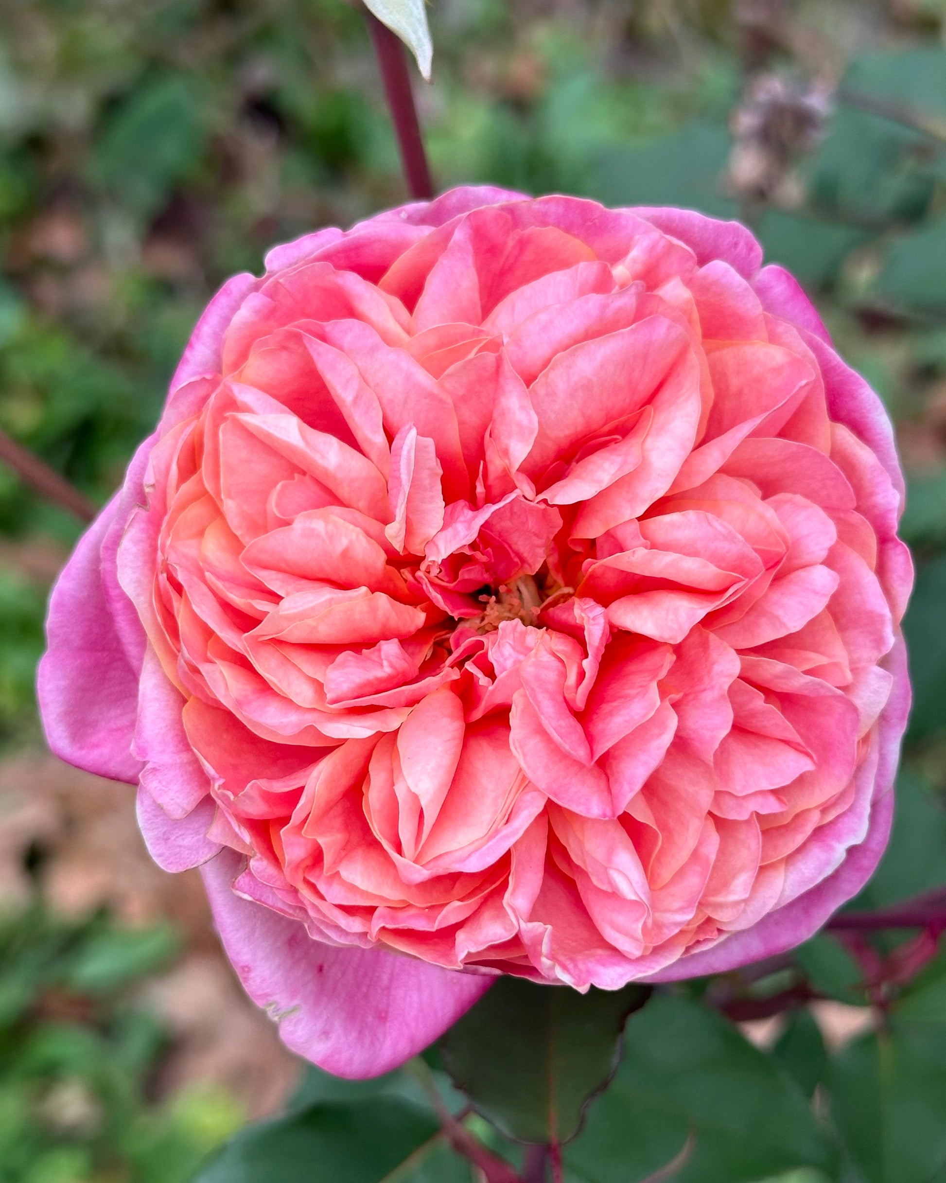 Monsieur Tillier image 1